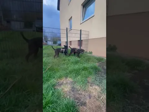 Zoe und Avici in ihrer Pflegestelle