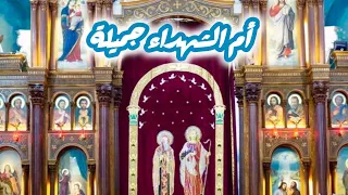 أعروس الفادي القبطية  ام الشهداء جميلة  امال البرت توزيع موسيقي بولس باسيلي  اكسبلور  ترند ترانيم  دندنها