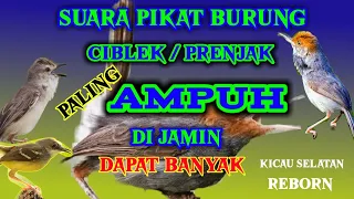 Download Suara pikat buat burung ciblek paling ampuh dan di jamin dapat banyak MP3