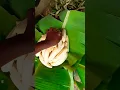 Download Lagu how we peel matooke/green bananas \u0026 roast corn for a hearty meal |Village Cooking #viral #shorts