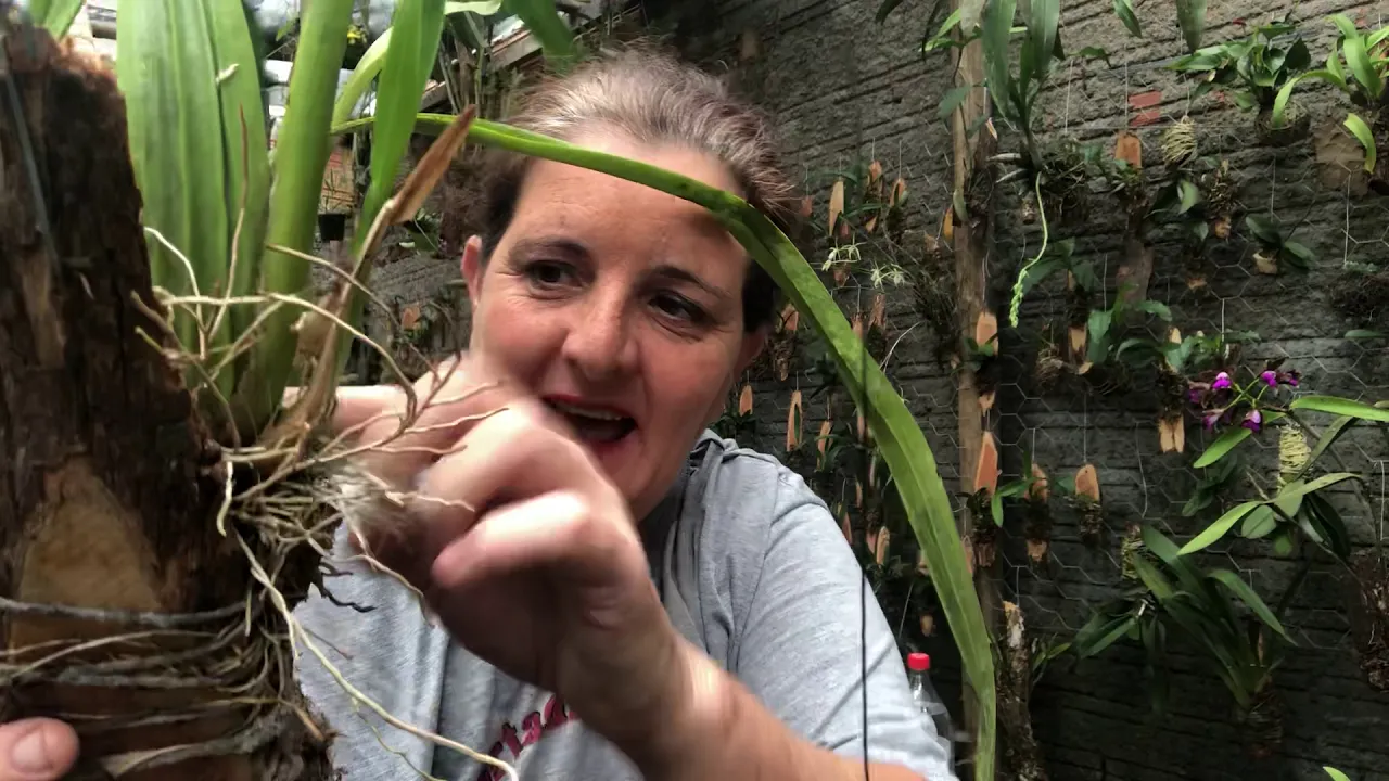 COMO PLANTAR AS ORQUÍDEAS QUE GANHOU DE PRESENTE