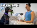 Download Lagu Huge Doberman Meets Tiny Rescue Pomeranian for the First Time
