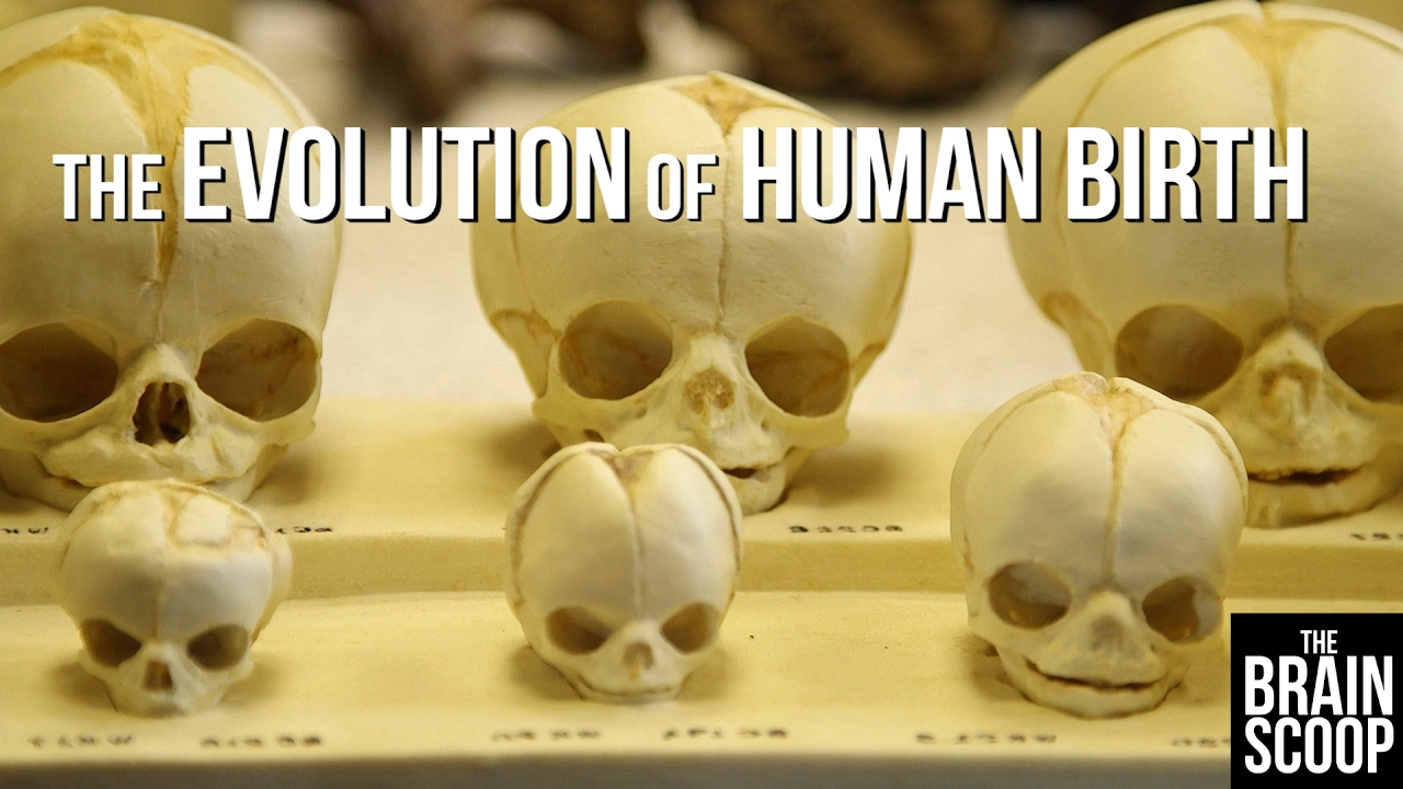 The Evolution of Human Birth