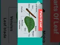 Lagu parts of leaf #shrtsfeed #science #sciencefacts