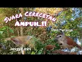 Download Lagu Suara Crecetan Tepus Pipi Perak Vs Jenggot Mini Paling Ampuh