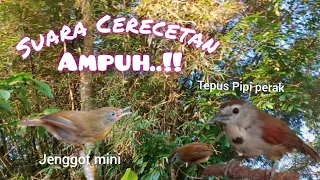 suara crecetan tepus pipi perak vs jenggot mini paling ampuh