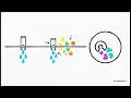 Cell Transport Basics Fast Exam Prep