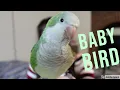 Download Lagu What to expect the first day you bring a bird home