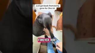 #fyp #dream #vlog #pets #doberman