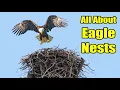 All About Bald Eagle Nests
