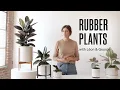 How to Care for the Rubber Tree