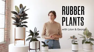 How to Care for the Rubber Tree