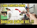 Download Lagu Trik AMPUH ternak MURAI BATU dengan Pakan RACIKAN sendiri‼️