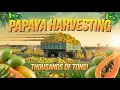 Download Lagu Bagaimana Petani Brasil Memanen Ribuan Ton Pepaya#PanenPepaya#pertanian #BudidayaPepaya