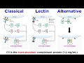 Lagu The Complement System: Classical, Lectin, and Alternative Pathways