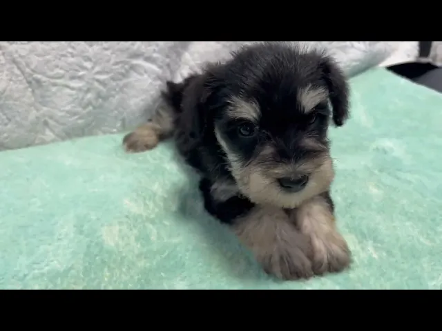 動画