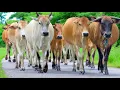 Download Lagu Puluhan Sapi Lembu Jinak Berkerumunan Mengawali Langkah Menuju Padang Hijau, Gembala Sapi, Sapi Moo