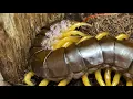 Scolopendra dehanni Vietnam Giant Centipede Housing and care