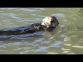 Sea Otter Using a Rock to Open Clams