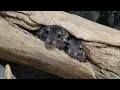 Meet the new chinchillas at the zoo