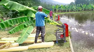 Cheapest Solution They Found to Feed Millions of Fish in Massive Pond