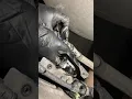 Outlet nox sensor freightliner cascadia dd15 engine Dance monkey