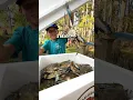 Three Reasons Why You Should Try Louisiana Blue Crabs