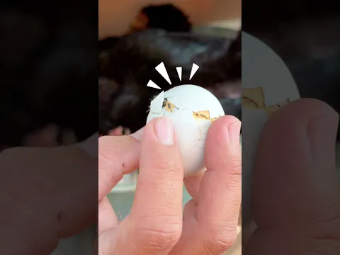 SESIMPEL PAKAI EMBER BISA UNTUK NETASKAN ANAK AYAM ππ