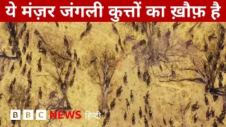 BBC Earth Videos: भैंसों का झुंड और बदल गए जंगल में डर के नियम  (BBC Hindi)
