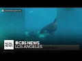 Captain Dave s Dolphin and Whale Safari SoCal Spotlight