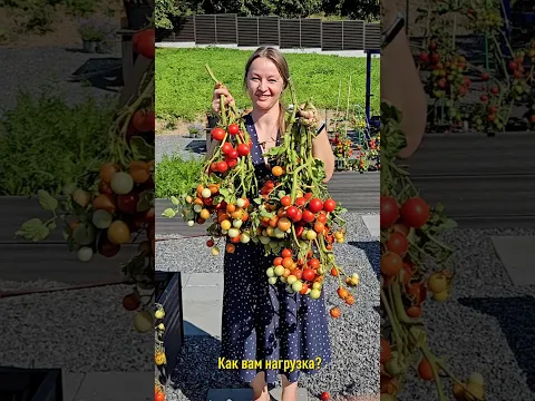 Этот томат впечатлит урожаем даже в открытом грунте! А вкус порадует даже гурманов