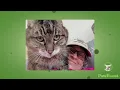 Samantha s Happy Tail