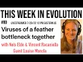 Download Lagu TWiEVO 80: Viruses of a feather bottleneck together