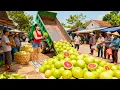 Lagu Harvesting 1000+ Grapefruit, Use Truck Transport Many Big Grapefruit Goes To Market Sell