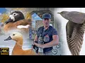 Download Lagu BURUNG MIGRAN LOKAL GILA di wilayah saya di London.