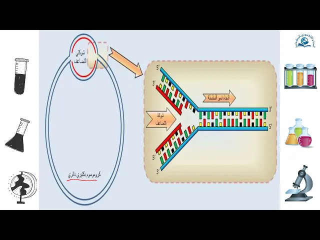 ⁣مبادئ الوراثة الجزيئية (تضاعف الــDNA مشكلة الاتجاهية والطبولوجية)