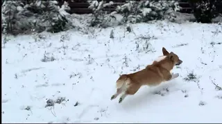 The dog is having fun in the snow