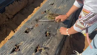 زرع الفراولة أجيوا نزرعو الفريز 