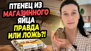 Признались во всём! Спустя 2 года раскрыли ВСЮ ПРАВДУ про птенца из магазинного яйца. 🐣