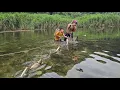 Lagu set a fishing trap with earthworms, harvest fish to sell and cook a delicious meal - highland boy