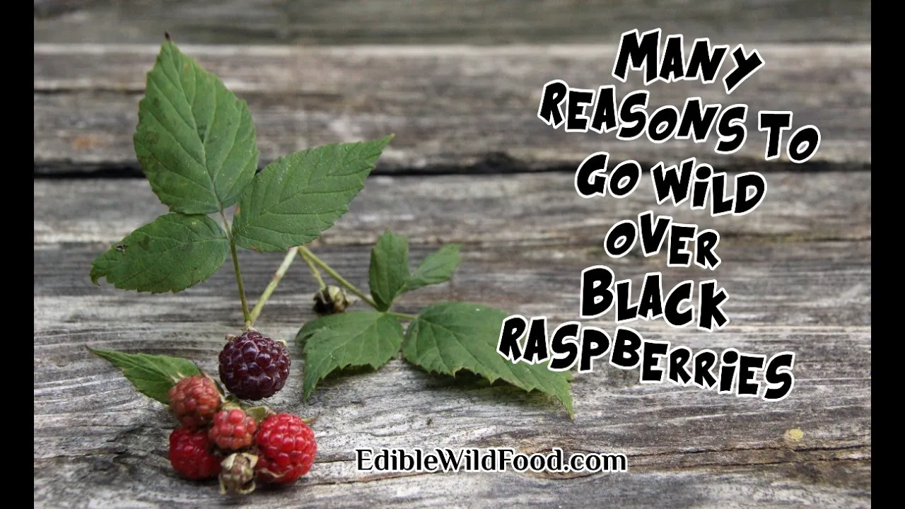 Black Raspberries: Reasons to Go Wild for Black Raspberries