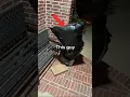 Download Lagu I got Revenge on a Package Thief!