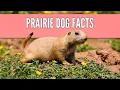 13 Prairie Dog Facts Will a Prairie Dog Make a Good Pet