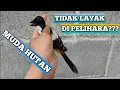 Download Lagu 5 alasan cendet muda hutan tidak layak di pelihara