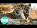 Lagu The Incredible Lives of Two Lion Prides in Zambia | Our World