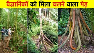 क्या ये पेड़ दूसरी दुनिया से आए हैं? Did These Trees Come From Another World?