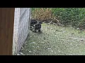 How Did These Naughty Chicks Break Out
