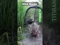 Download Lagu Mikat Mandar pagi-pagi di sawah, sangkar jebakan burung mandar #shorts #mandar #sangkarjebak