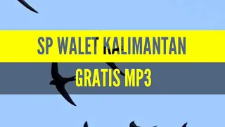 suara burung walet sp sedot walet tetangga