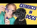 Cataracts In Dogs 3 New Natural Remedies